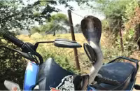 A Snake On A Tvs Bike - Sakshi