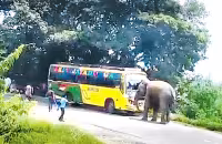 Elephant Attack On Private Bus In Parvathipuram Manyam District - Sakshi