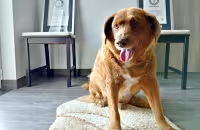 Worlds oldest dog dies at age 31 - Sakshi