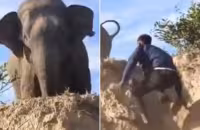 Men Try To Scare Elephant With Slippers Viral Video Sparks Anger - Sakshi
