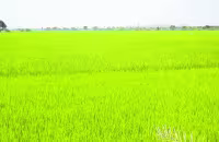Agreements With Seed Companies Benefit Farmers - Sakshi