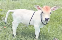 లేగదూడ